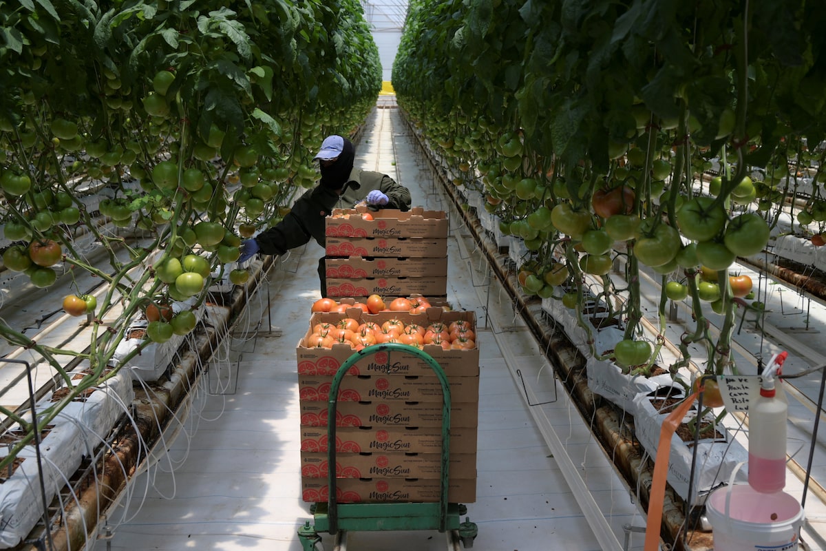 Tomato prices surge on trade war, poor growing conditions