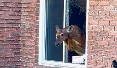 Owen Sound residents awakened by deer crashing through window: Police - CTV News
