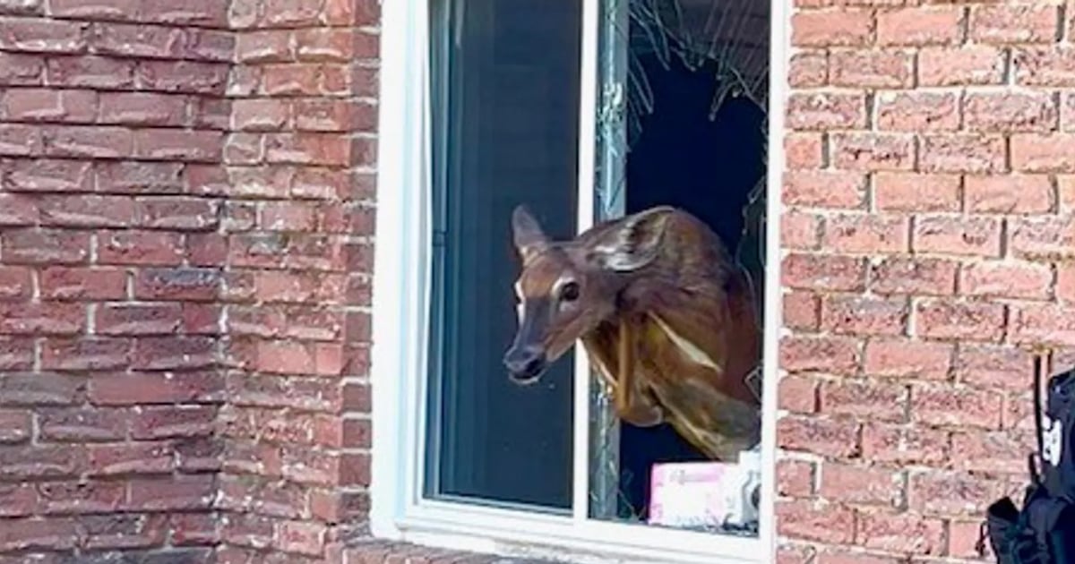 Owen Sound residents awakened by deer crashing through window: Police - CTV News
