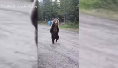 ‘Not letting him murder my dog’: Woman describes harrowing Kananaskis bear encounter - CTV News