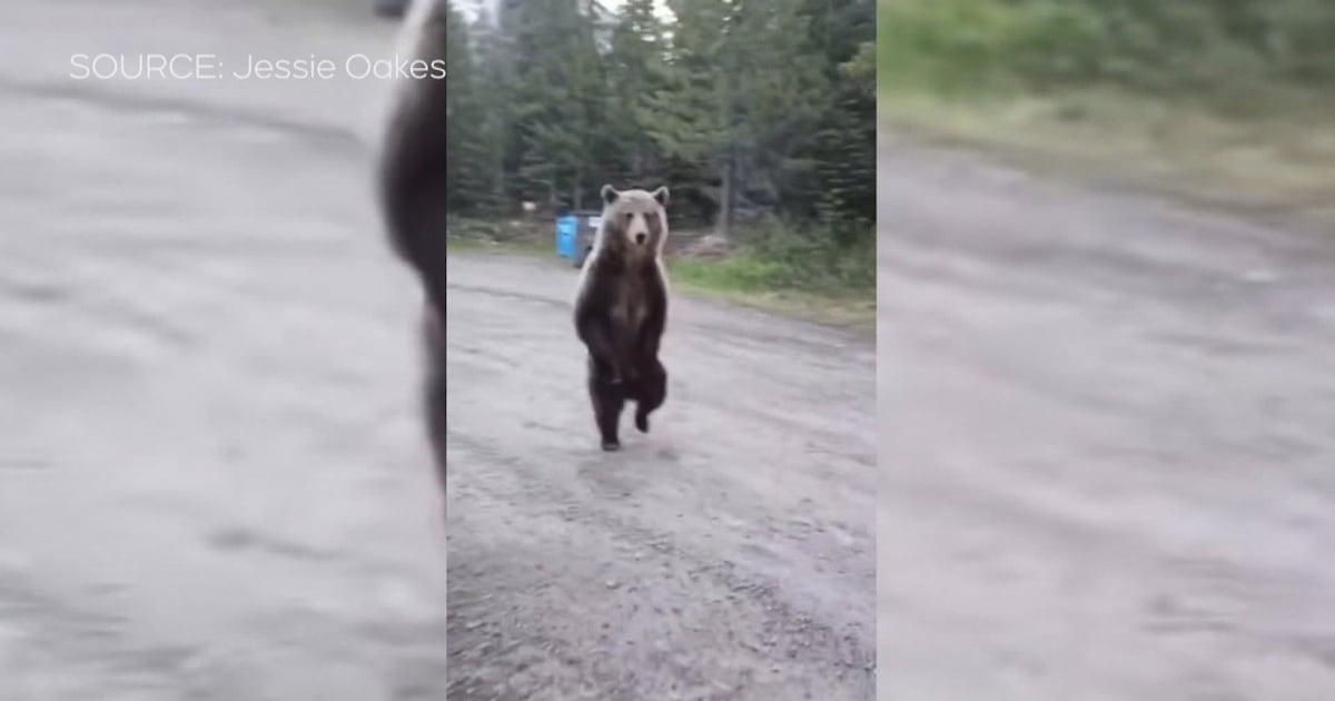 ‘Not letting him murder my dog’: Woman describes harrowing Kananaskis bear encounter - CTV News