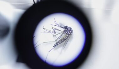 Google seeks approval to release 32 million mosquitoes