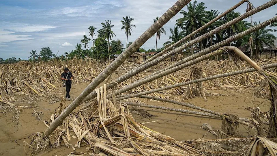A man walks through the debris of a forest that has been flooded, with trees flattened and bent over in the mud