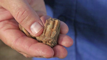 Tooth of ancient deer found in the context of Fureidis Cave: He would have been eaten. Credit: Emil Aladjem / Israel Antiquities Authority Tooth of ancient deer found in the context of Fureidis Cave: He would have been eaten.