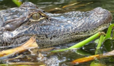 Crocodile attacks, kills 28-year-old at popular Mexico beach and drags him out to sea, reports say