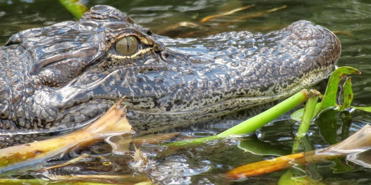 Crocodile attacks, kills 28-year-old at popular Mexico beach and drags him out to sea, reports say