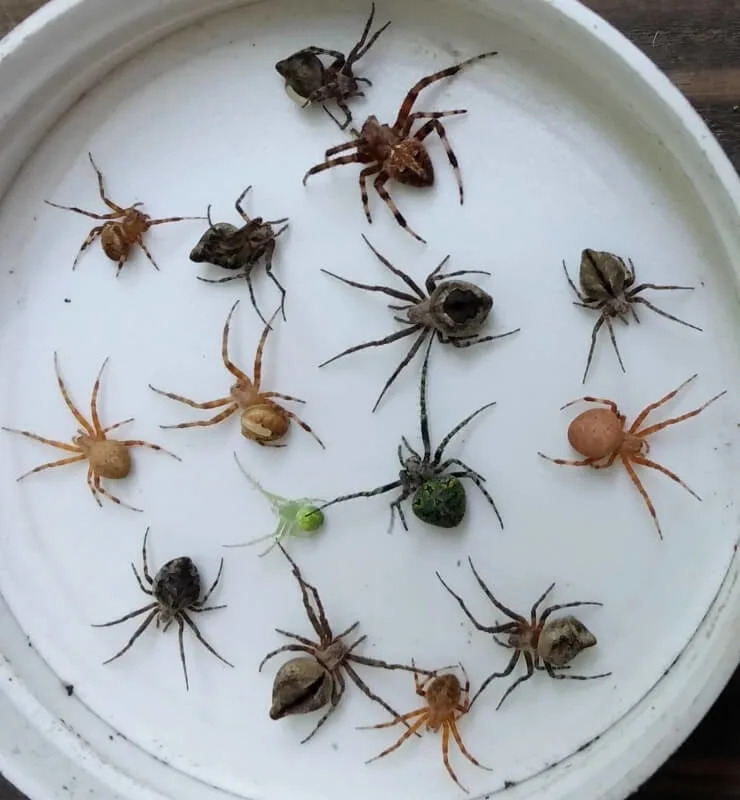 A collection of brown, orange-tan, and green spiders.