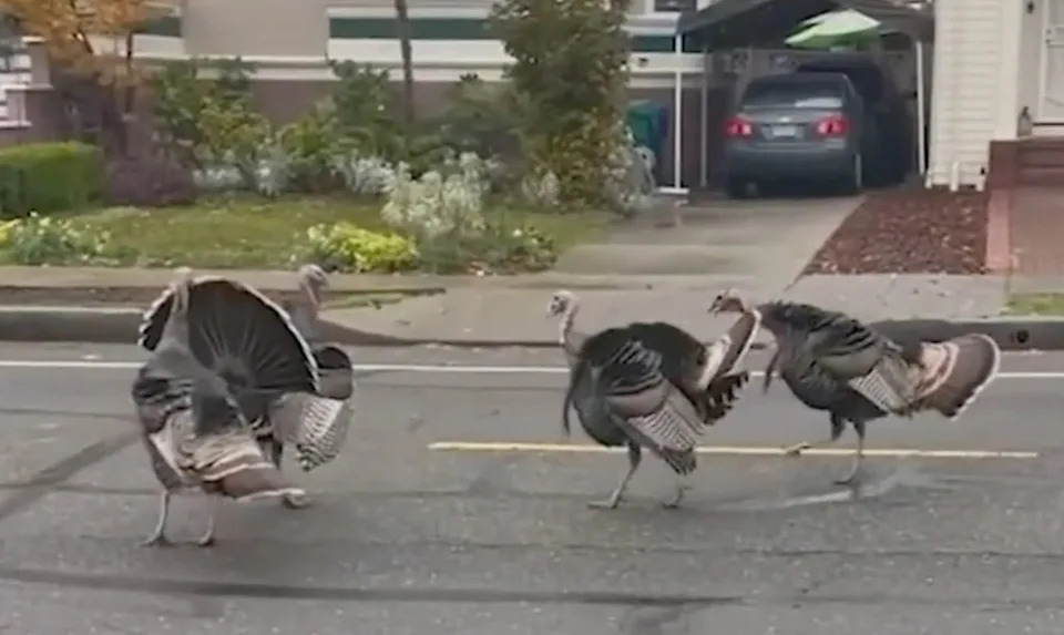 Emily Crum, an animal control officer with the Alameda Police Department said the city currently cannot remove the wild turkeys. ABC7