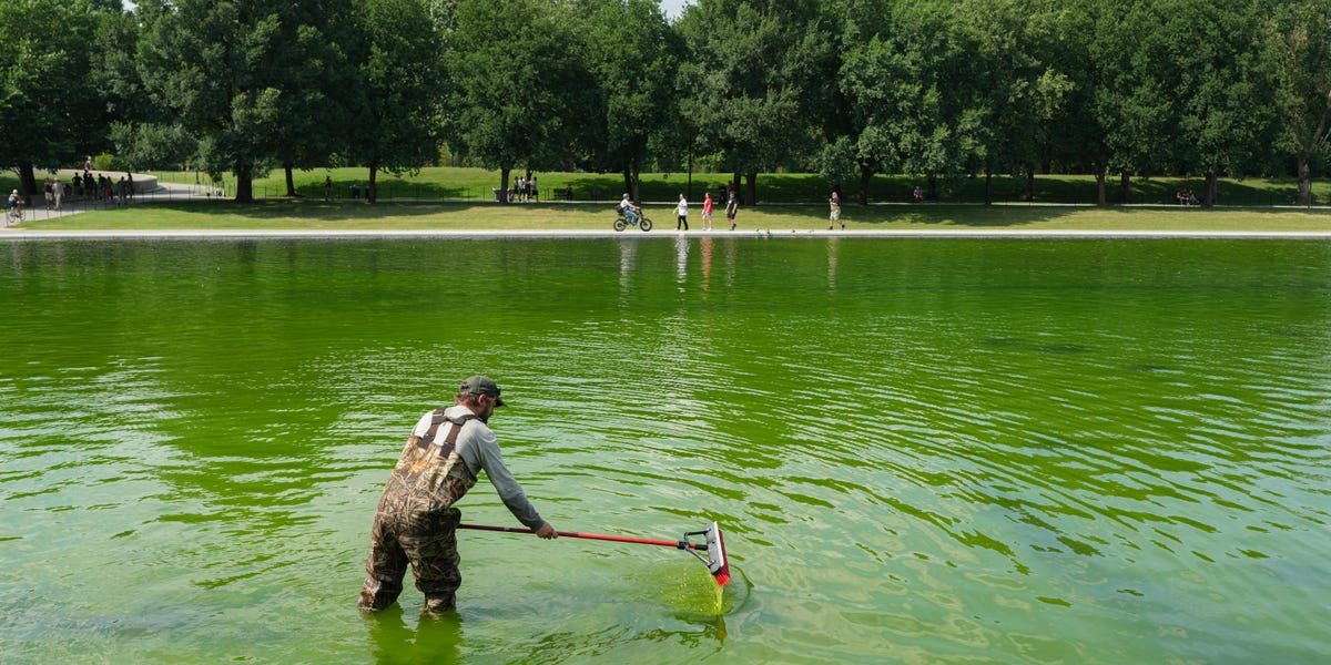 Lincoln Memorial Reflecting Pool Turns Green Again After $14 Million Makeover