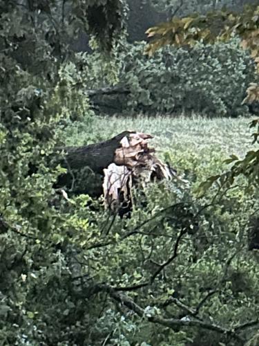 Snapped tree in Freetown, Indiana