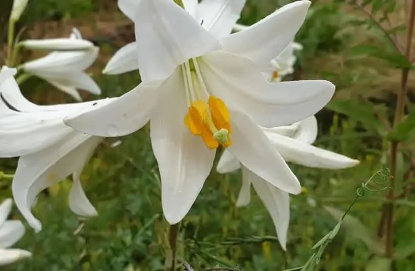 White lilies, seen growing at the Seeds from Zion nursery. 