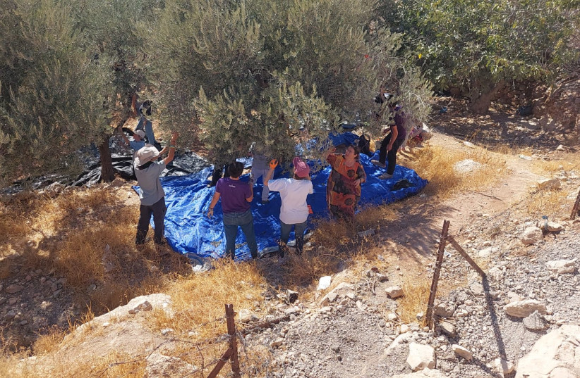 Volunteers assist Palestinians picking olives in the village of Mukhmas in the West Bank. During last year’s olive harvest, NGO Rabbis for Human Rights brought roughly 1,400 volunteers to help.
