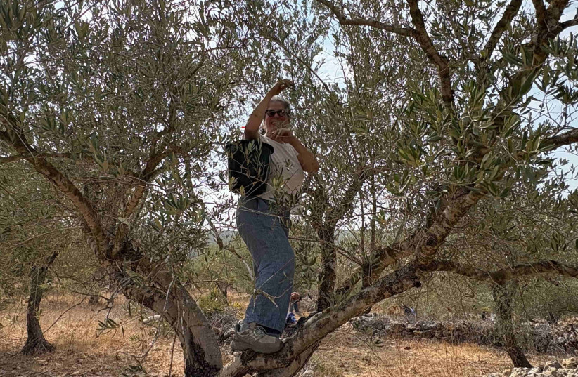 A volunteer picks olives for Palestinian farmers who are unable to access their groves for more than a few days at a time during harvest season.