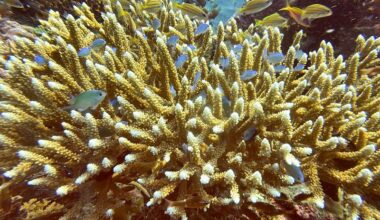 Scientists identify 64,000 sq miles of coral reef capable of surviving climate crisis