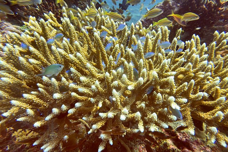 Scientists identify 64,000 sq miles of coral reef capable of surviving climate crisis