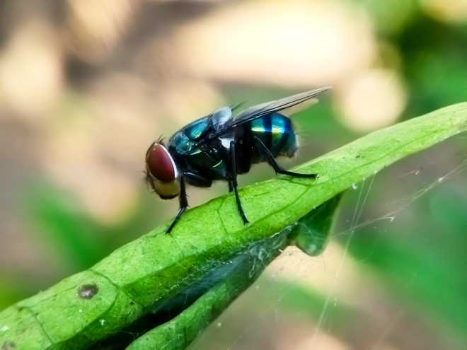Cochliomyia hominivorax, the New World screw worm fly, or screw-worm for short, is a species of parasitic fly. Cochliomyia hominivorax, the New World screw worm fly, or screw-worm for short, is a species of parasitic fly that is well known for the way in which its larvae (maggots) eat the living tissue.
