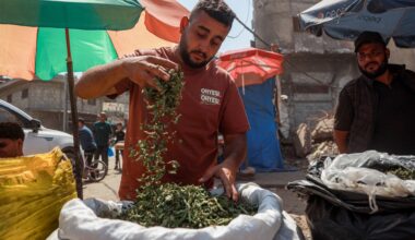 Molokhia cigarettes: Gaza’s toxic alternative to tobacco | Israel-Palestine conflict News
