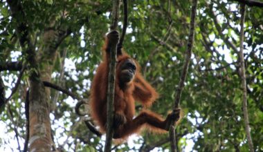 Deadly Indonesia floods wiped out at least 7% of rare orangutan population, report says
