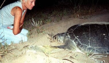 Renowned Lebanese turtle conservationist succumbs to wounds sustained in Israeli strike