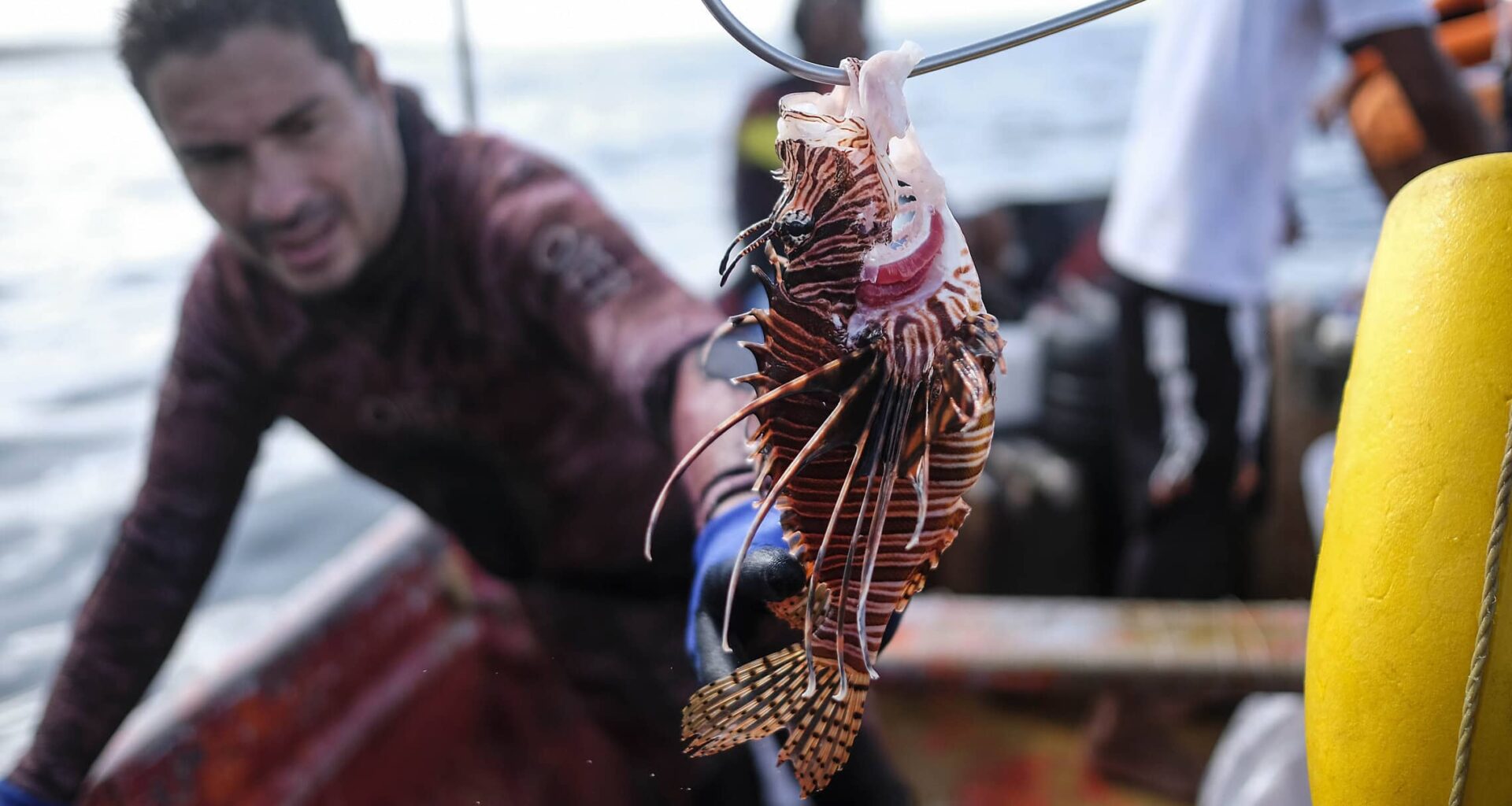 The hunt for the red lionfish -- a beautiful and dangerous invader
