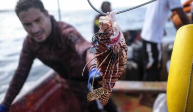 The hunt for the red lionfish -- a beautiful and dangerous invader
