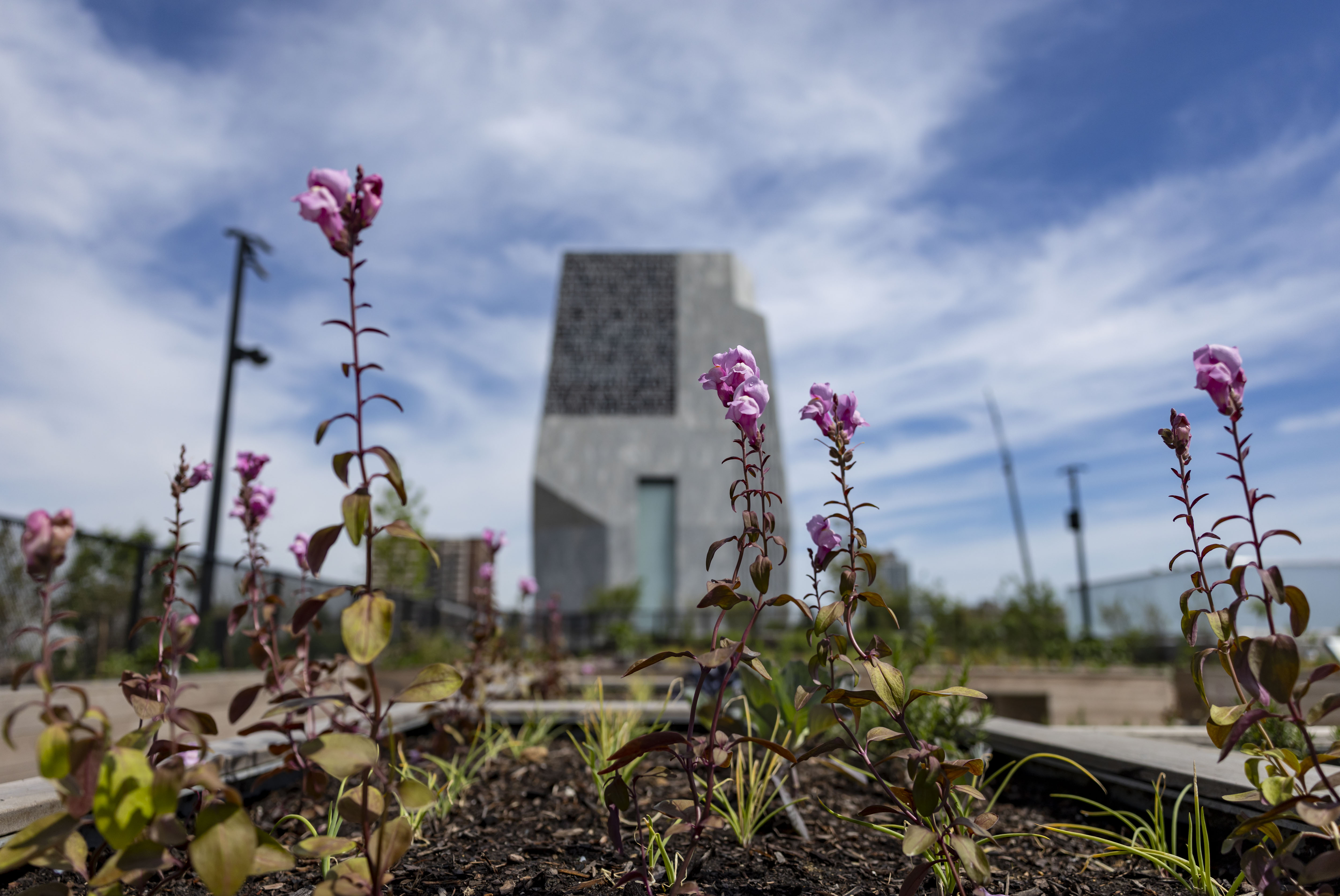 Plants grow in the Eleanor Roosevelt Fruit and Vegetable Garden...