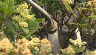 Metro Vancouver moving to Stage 3 water restrictions, but they might not last - BC