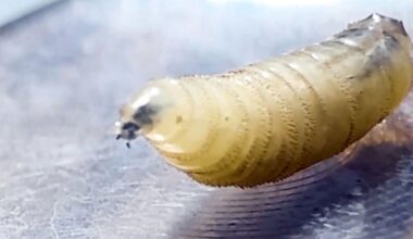 The U.S. has confirmed a screwworm case. Is the pest in Canada? - CTV News