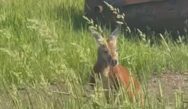 Wallaby remains loose but being monitored on Montreal’s South Shore - CTV News