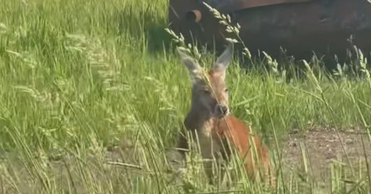 Wallaby remains loose but being monitored on Montreal’s South Shore - CTV News