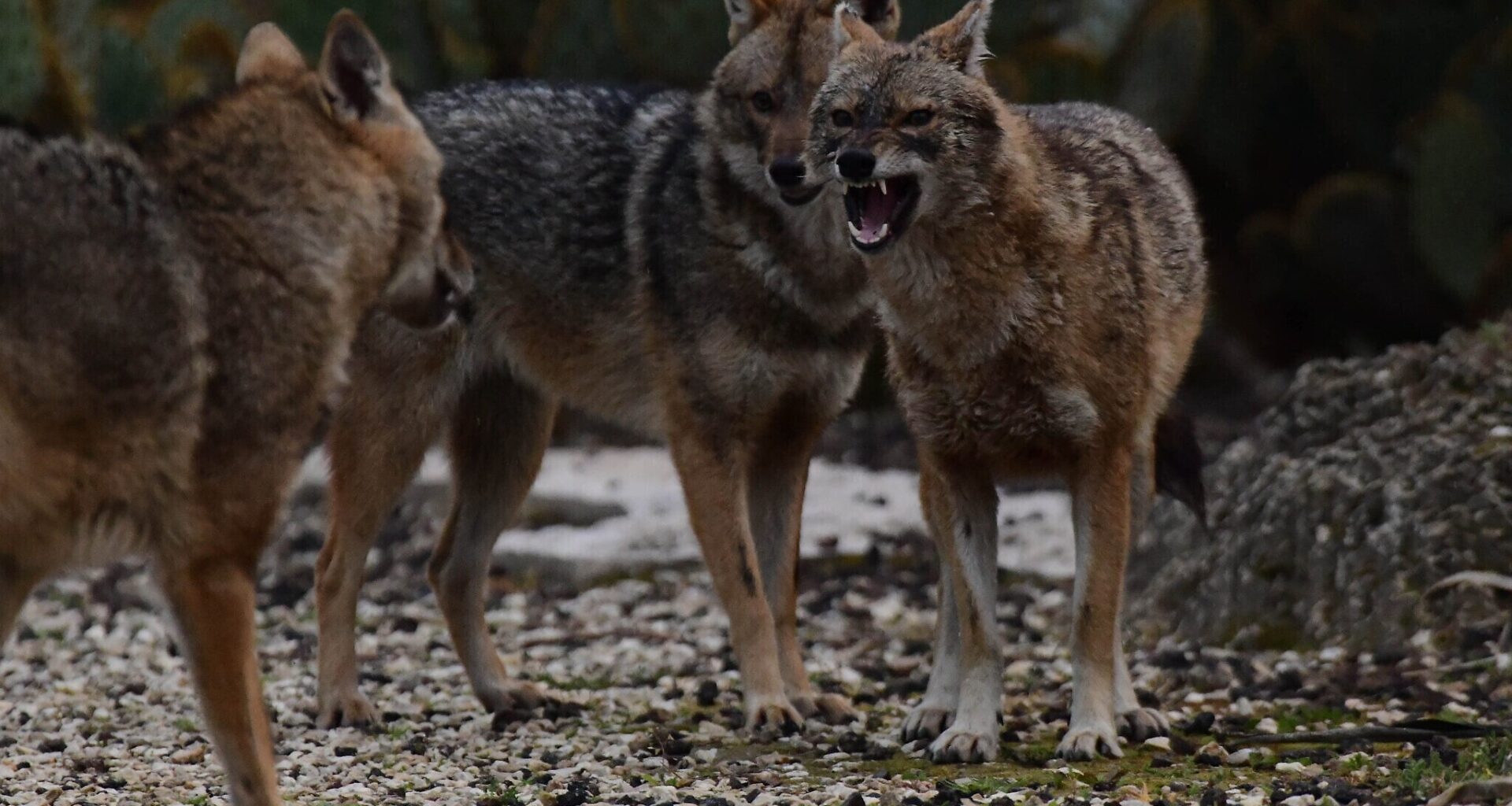 'Her whole face was covered in blood': 11 campers attacked by jackals at Sea of Galilee