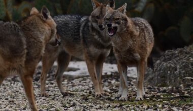 'Her whole face was covered in blood': 11 campers attacked by jackals at Sea of Galilee