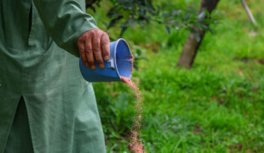 A Kashmiri farmer spreads synthetic fertilizer around an apple orchard on May 23 in Srinagar, Jammu and Kashmir. Credit: Firdous Nazir/NurPhoto via Getty Images