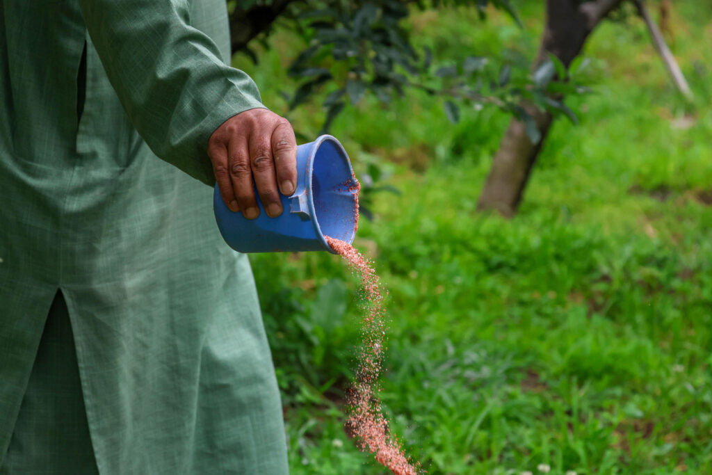 A Kashmiri farmer spreads synthetic fertilizer around an apple orchard on May 23 in Srinagar, Jammu and Kashmir. Credit: Firdous Nazir/NurPhoto via Getty Images