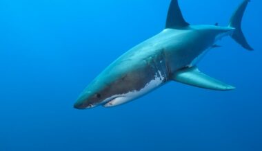 Young boy attacked by shark while vacationing in popular tourist destination