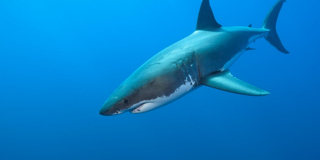 Young boy attacked by shark while vacationing in popular tourist destination