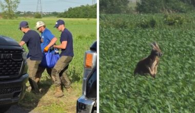 Kangaroo captured after days on the loose near Montreal - CTV News