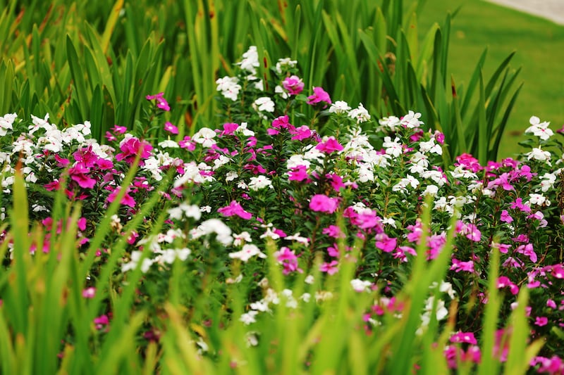 Flowers bloom on the temple grounds and are shown during the Bacolod Philippines Temple dedication in Bacolod City, Philippines, on Sunday, May 31, 2026.