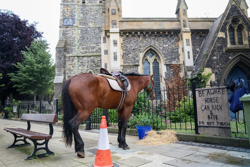 A horse is tied up on the main street in Dover. Picture: Enda O'Dowd