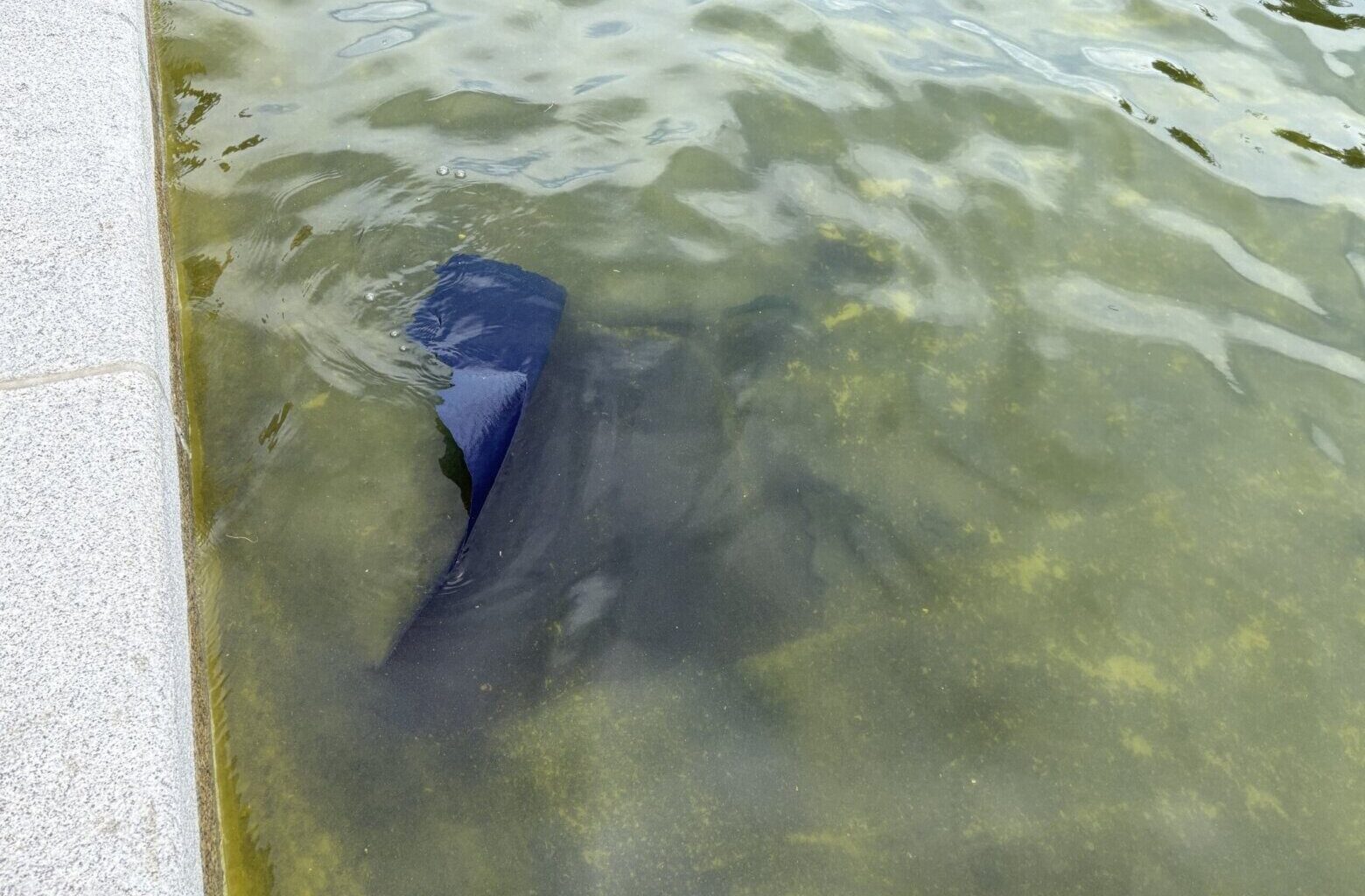 Blue paint on bottom of Reflecting Pool appears to be peeling away