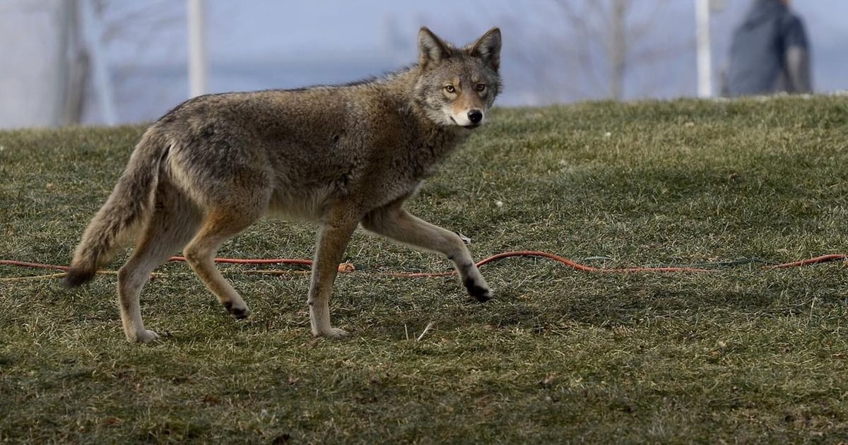 Whitby coyote attack sends boy to hospital