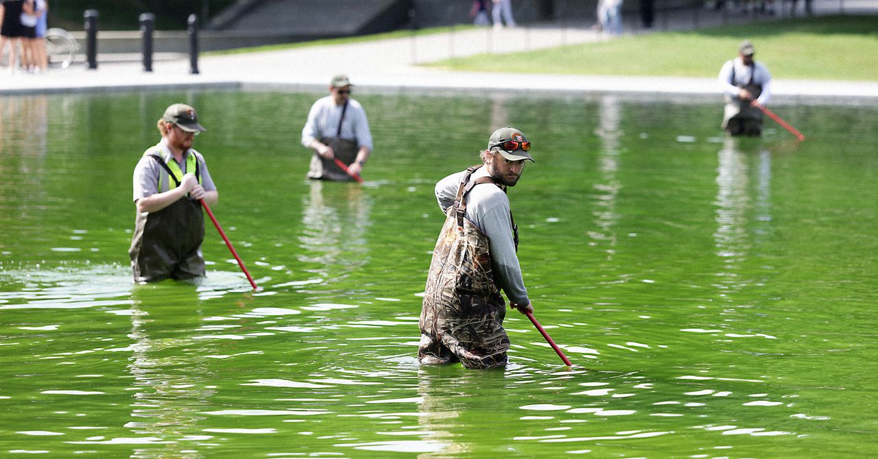 Why the Reflecting Pool Is Full of Algae After Trump's Renovation