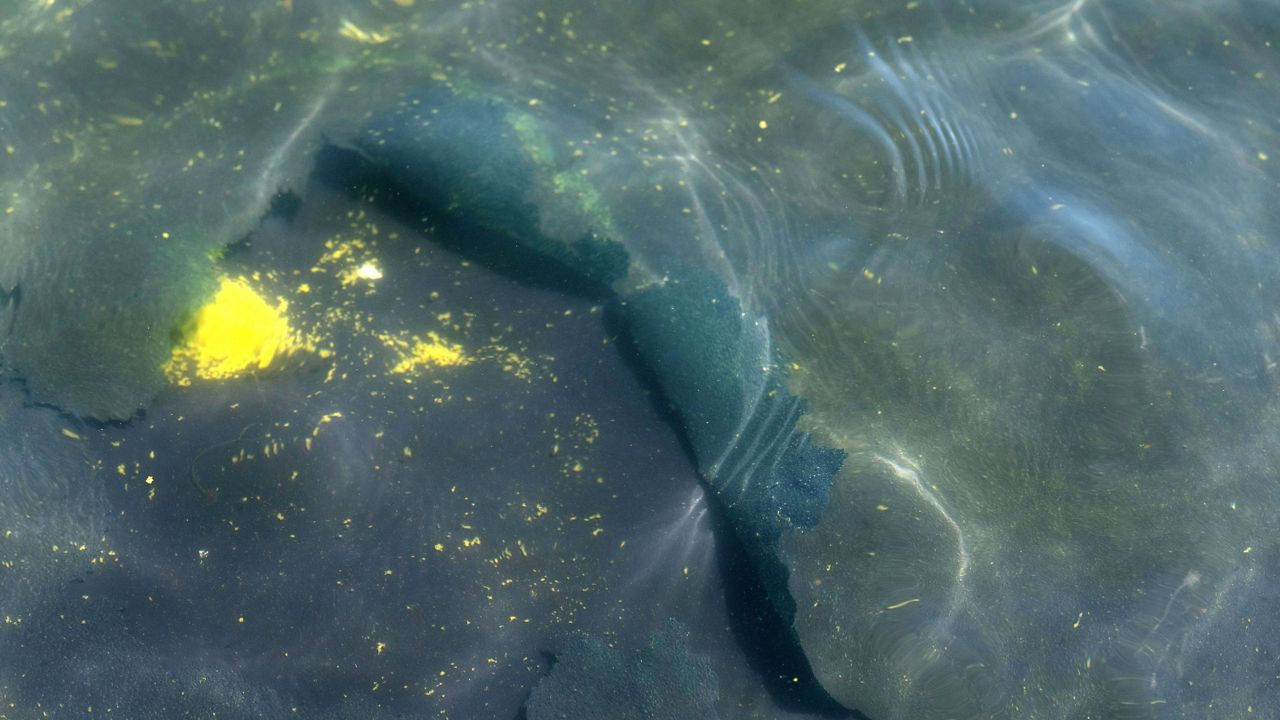 A peeling section of blue coating is seen in the Lincoln Memorial Reflecting Pool, Saturday, June 20, 2026, in Washington. (AP Photo/Mark Schiefelbein)