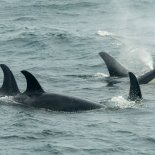 ALASKA, UNITED STATES - 2019/08/25: A pod of Killer whales or orcas (Orcinus orca) is swimming in Chatham Strait, Alaska, USA. (Photo by Wolfgang Kaehler/LightRocket via Getty Images)