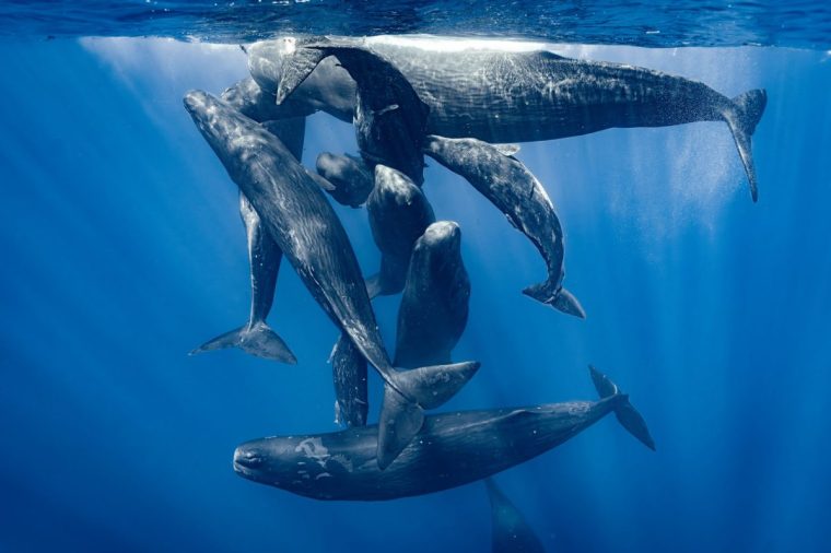 Asia,Beneath The Waves,1,Sperm whale pod (Physeter macrocephalus) socialise at the surface in the deep waters of the Indian Ocean ,BBC Studios / J?r?my Gon?alves / Label Bleu Production,J?r?my Gon?alves Asia Episode 1 TV still BBC