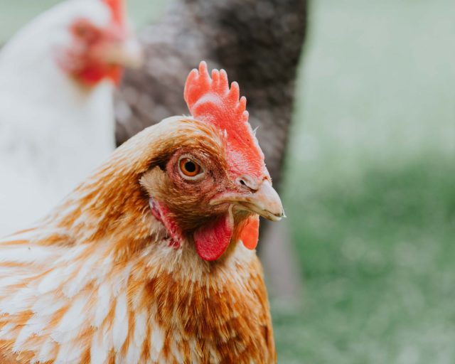 Close-up of a feathery red chicken. Other breeds of chickens are visible in the background.