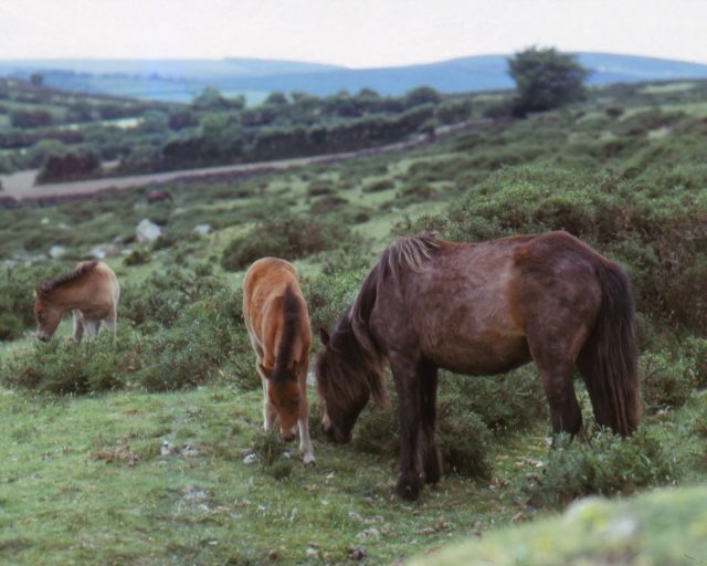 Dartmoor Ponies on Dartmoor, Devon, 20th century. A horse breed that has lived in south western England for centuries. Because of extreme weather conditions on the moors, the Dartmoor is a particularly hardy breed with excellent stamina. (Photo by CM Dixon/Heritage Images/Getty Images)
