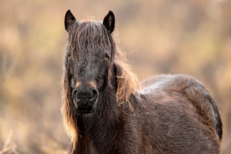 HAYTOR, ENGLAND - JANUARY 31: A Dartmoor Pony is seen at Dartmoor National Park on January 31, 2023 in Haytor, England. The right to wild camp in England and Wales has been lost after wealthy landowner Alexander Darwall won a court case against Dartmoor National Park, the last place it was possible to camp without seeking permission. (Photo by Harry Trump/Getty Images)