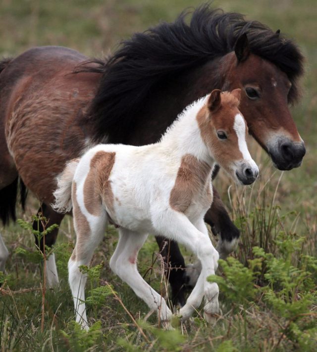 PRINCETOWN, ENGLAND - MAY 17: A Dartmoor Hill pony foal runs with its mother on the moor on Dartmoor on May 17, 2011 in Princetown England. Although a tourist attraction, especially during the foaling season and often seen as part of the landscape of Dartmoor, many ponies face an uncertain future due to unsustainable breeding and their falling market values. The charity South West Equine Protection estimates that last year 1500 ponies were slaughtered - with many being sold for lion meat to nearby zoos. Along with other equine charities, they are calling for the removal of stallions from the moor to bring numbers down to sustainable levels. (Photo by Matt Cardy/Getty Images)