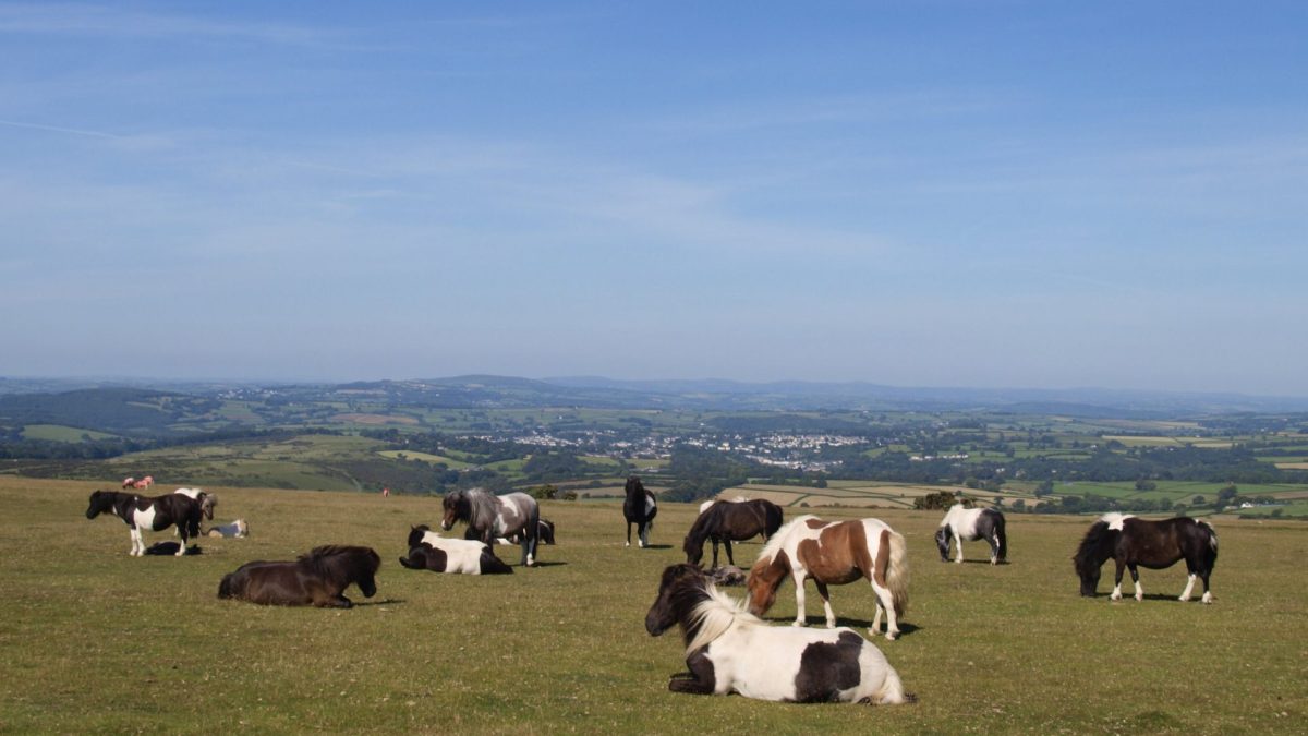 Dartmoor ponies (Photo by: myLoupe/Universal Images Group via Getty Images)